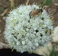Allium cepa