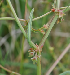 Rumex dumosus