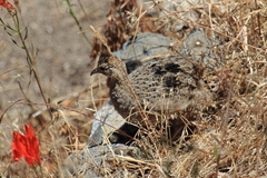 Nothoprocta perdicaria