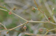Rumex dumosus