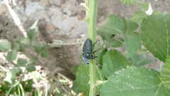 Chalcophorella stigmatica