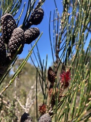 Allocasuarina monilifera