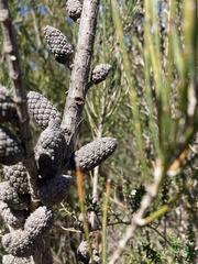 Allocasuarina monilifera