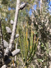 Allocasuarina monilifera