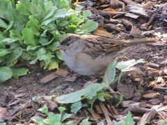 Zonotrichia atricapilla