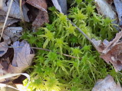 Sphagnum fallax