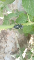 Chalcophorella stigmatica