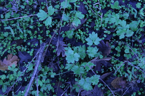 iNaturalist observation photo of Dicots