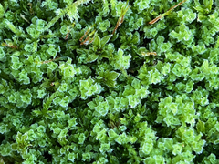 Plagiomnium venustum