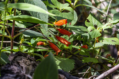 Moussonia jaliscana