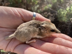 Sminthopsis crassicaudata