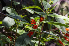Moussonia jaliscana