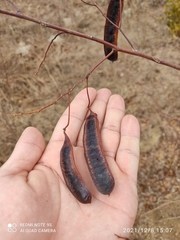 Fabaceae
