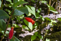 Moussonia jaliscana