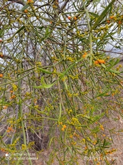 Phoradendron quadrangulare