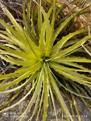 Encholirium spectabile