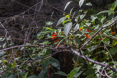 Moussonia jaliscana