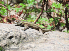 Sceloporus palaciosi
