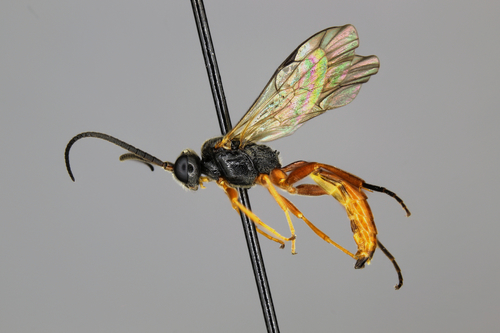 Endasys oregonianus