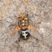 Microtropesa nigricornis - Photo (c) Reiner Richter, some rights reserved (CC BY-NC-SA), uploaded by Reiner Richter