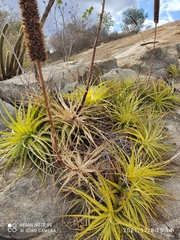 Encholirium spectabile