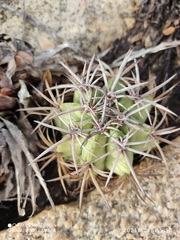 Melocactus zehntneri