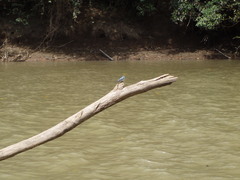 Tachycineta albilinea