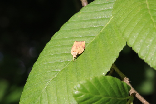 Nedenia rhodochra