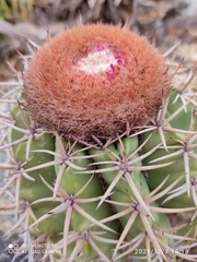 Melocactus zehntneri