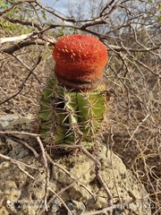 Melocactus zehntneri