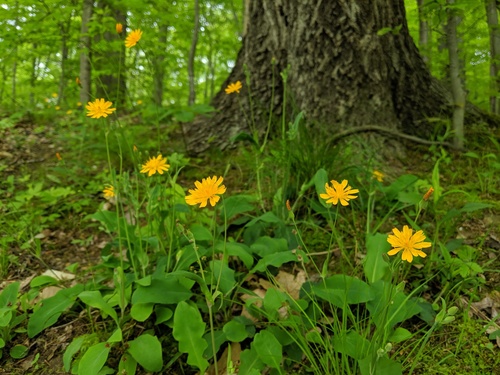 twoflower dwarfdandelion (Krigia biflora var. biflora)