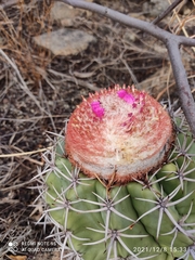 Melocactus zehntneri