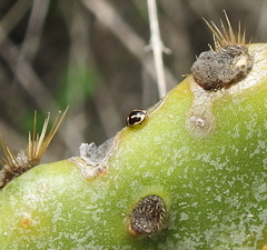 Hyperaspis trifurcata