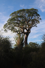 Givotia madagascariensis