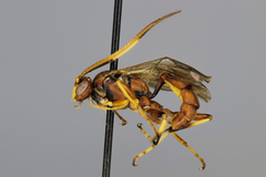 Hemihoplis propitius