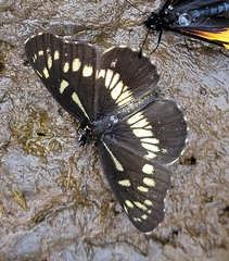 Gnathotriche exclamationis