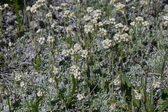 Antennaria microphylla