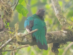 Pharomachrus auriceps