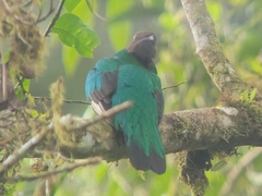 Pharomachrus auriceps