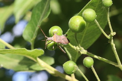 Leptoglossus chilensis