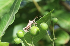 Leptoglossus chilensis