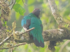 Pharomachrus auriceps