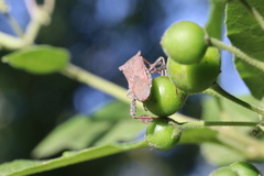 Leptoglossus chilensis