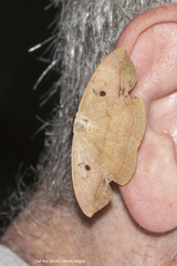 Hypopyra contractipennis