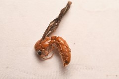 Neivamyrmex fuscipennis