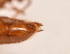 Neivamyrmex fuscipennis