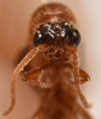 Neivamyrmex fuscipennis