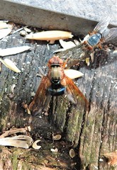 Lamprogaster flavipennis