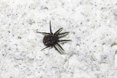 Caeculidae