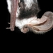 Euderma maculatum - Photo Paul Cryan , U.S. Geological Survey, δεν υπάρχουν γνωστοί περιορισμοί πνευματικών δικαιωμάτων (Κοινό Κτήμα)